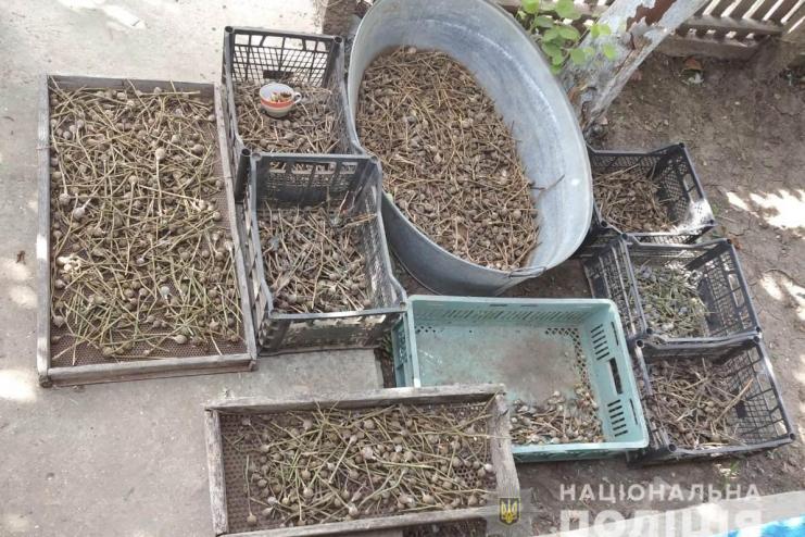  У жителя Килийского района полицейские изъяли около 4-х килограммов снотворного мака